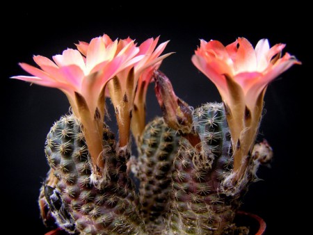 Mediolobivia haagei (Frič et Schelle) Backbrg., Cactaceae (DKG), 2 : 35, 1942